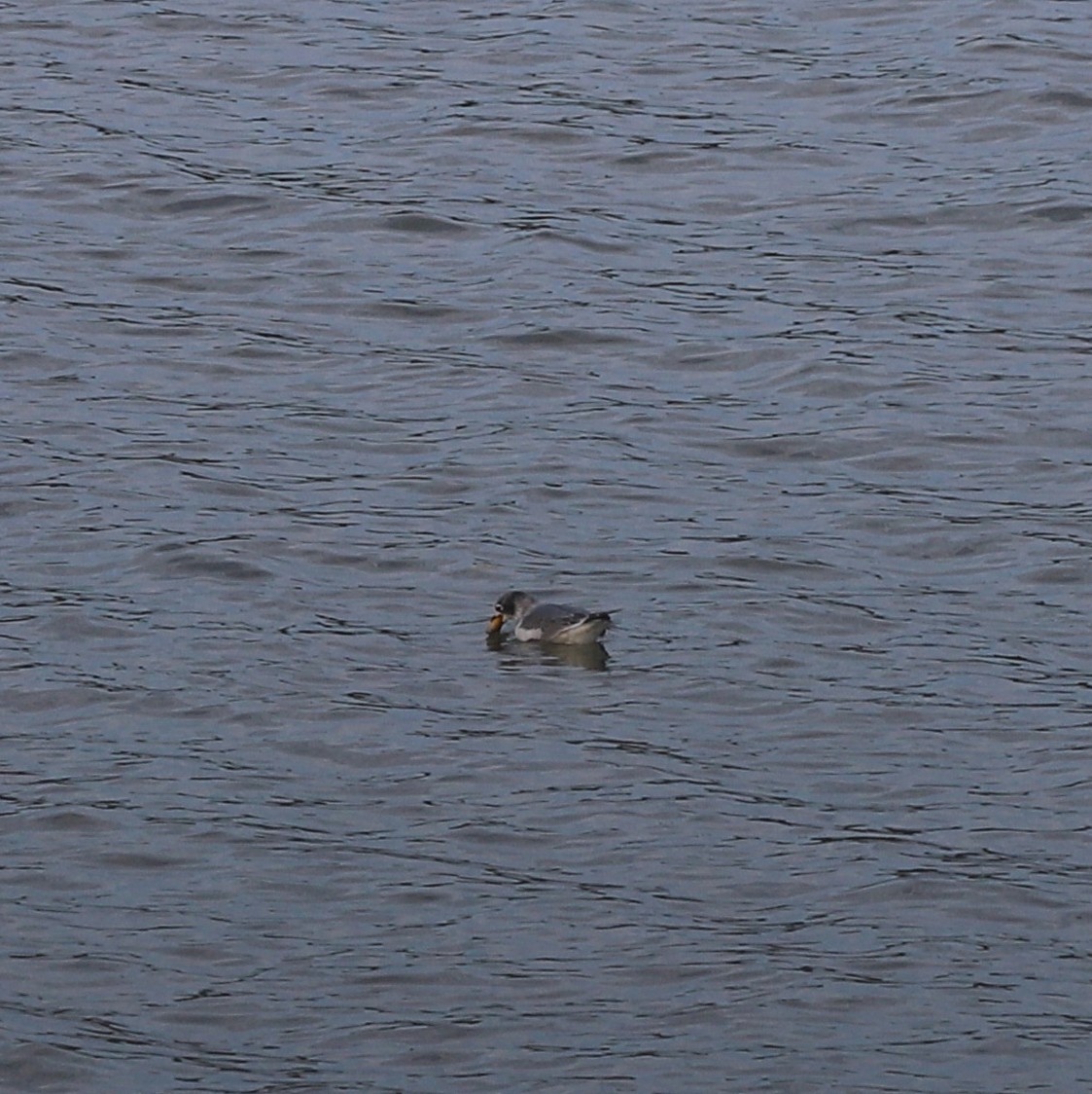 Mouette de Franklin - ML644653685