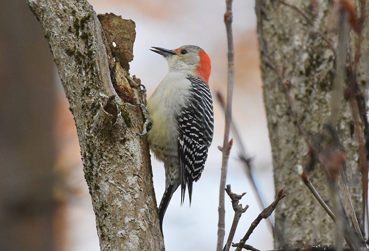 Pic à ventre roux - ML644653687