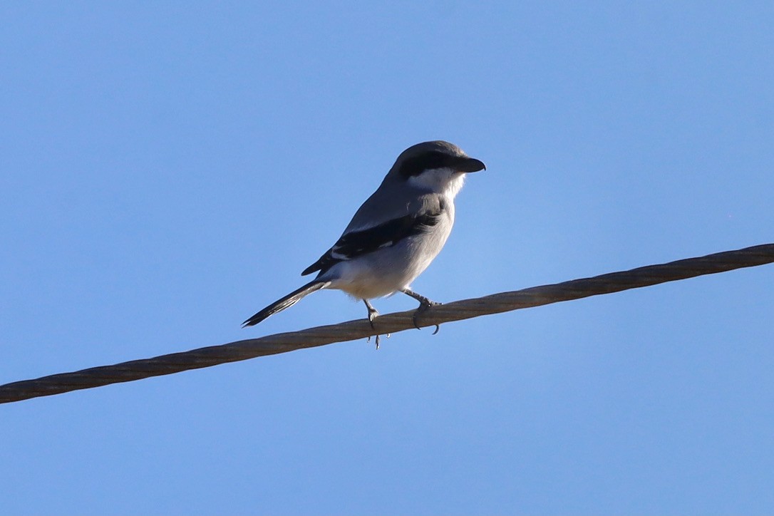 Loggerhead Shrike - ML644653691
