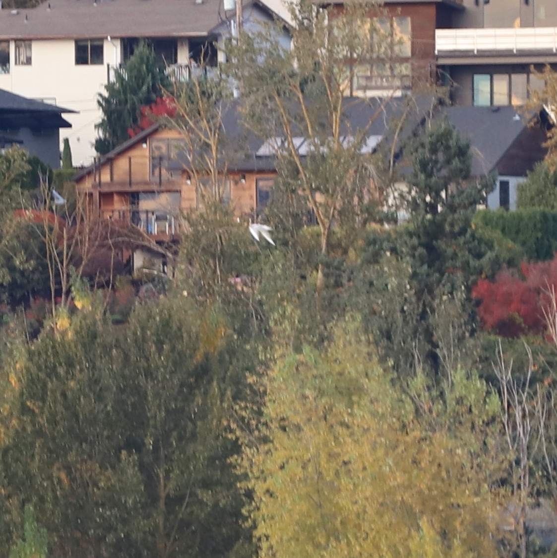 Mouette de Bonaparte - ML644653693