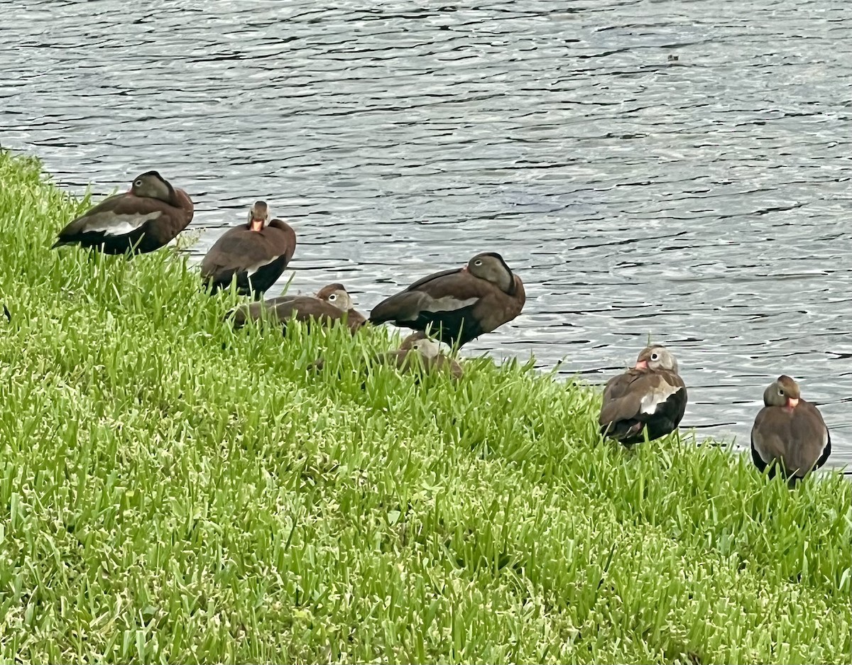 Black-bellied Whistling-Duck - ML644653696