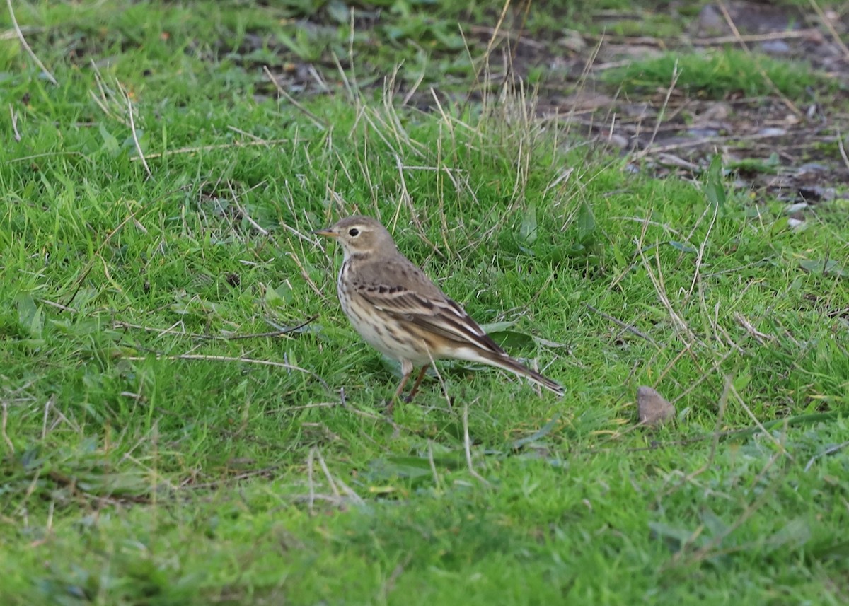 Pipit d'Amérique - ML644653698