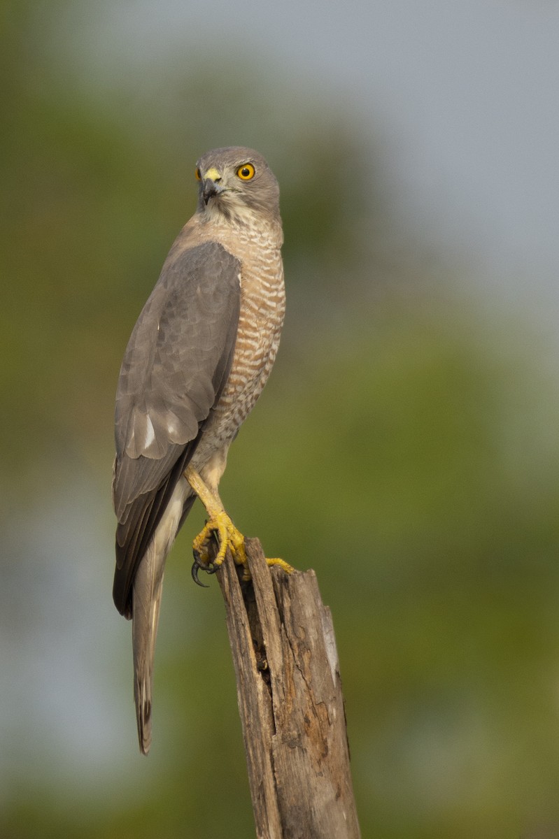 Shikra gabiraia - ML644653699