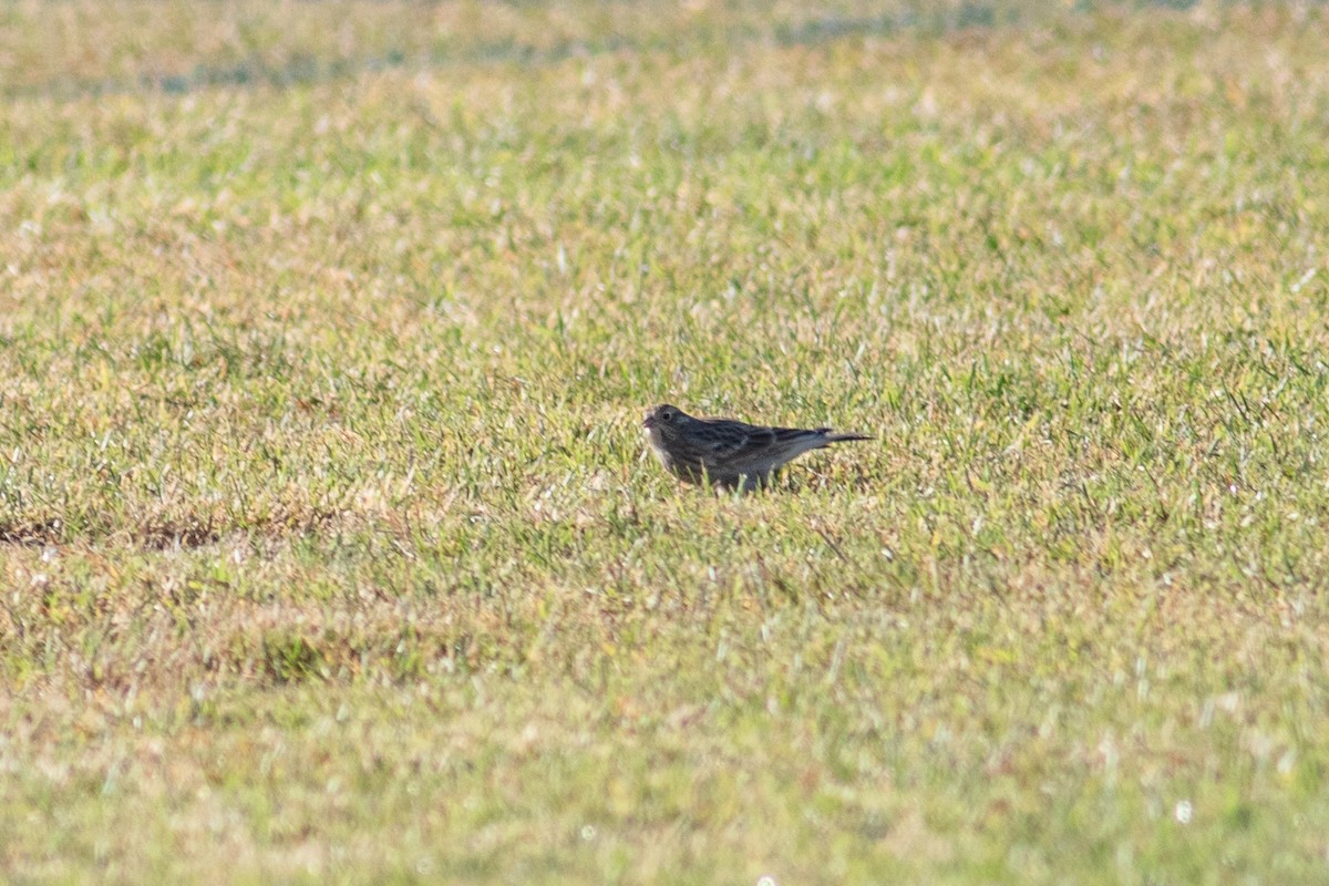 Chestnut-collared Longspur - ML644653701