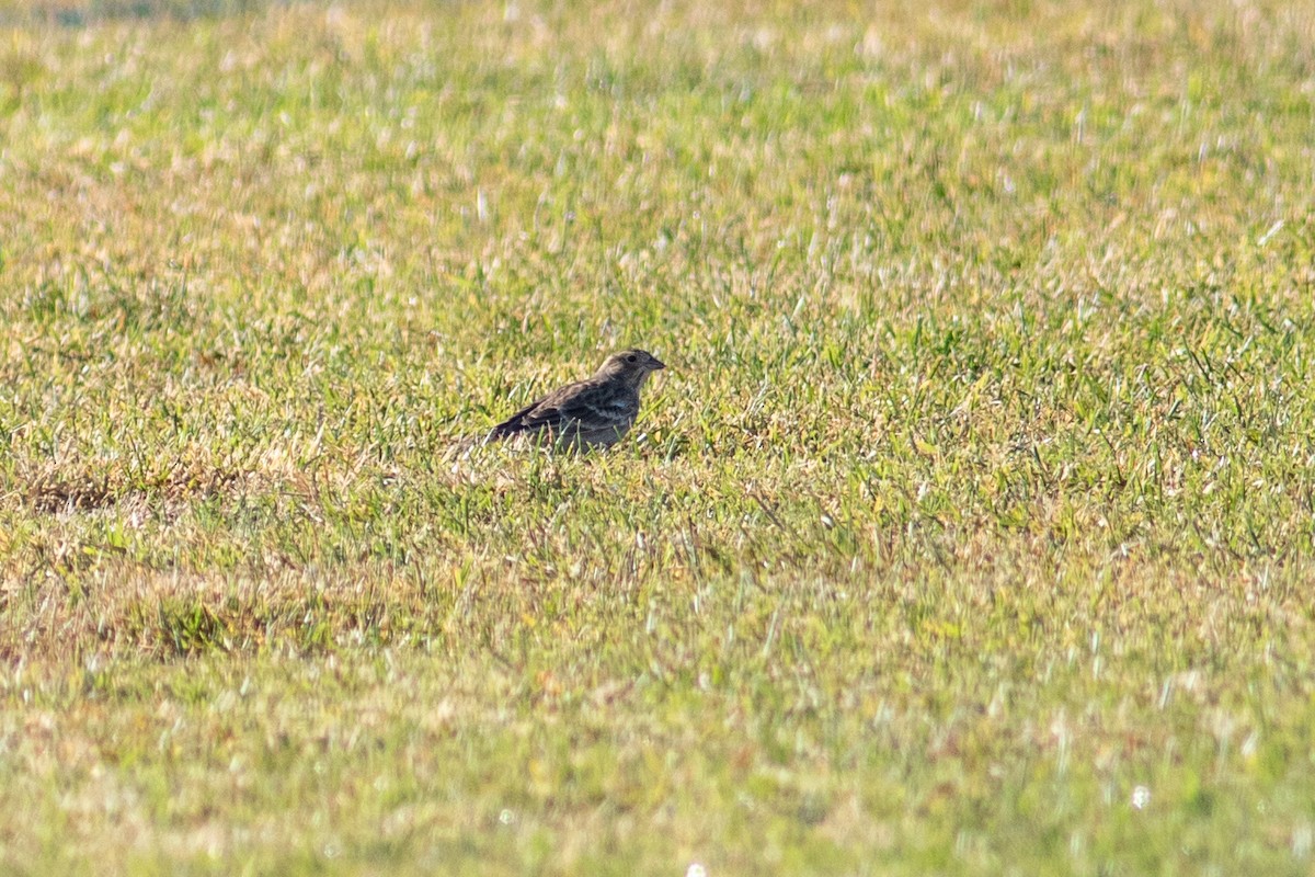 Chestnut-collared Longspur - ML644653702
