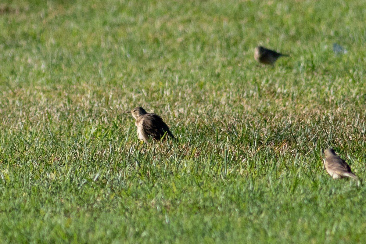 Chestnut-collared Longspur - ML644653703