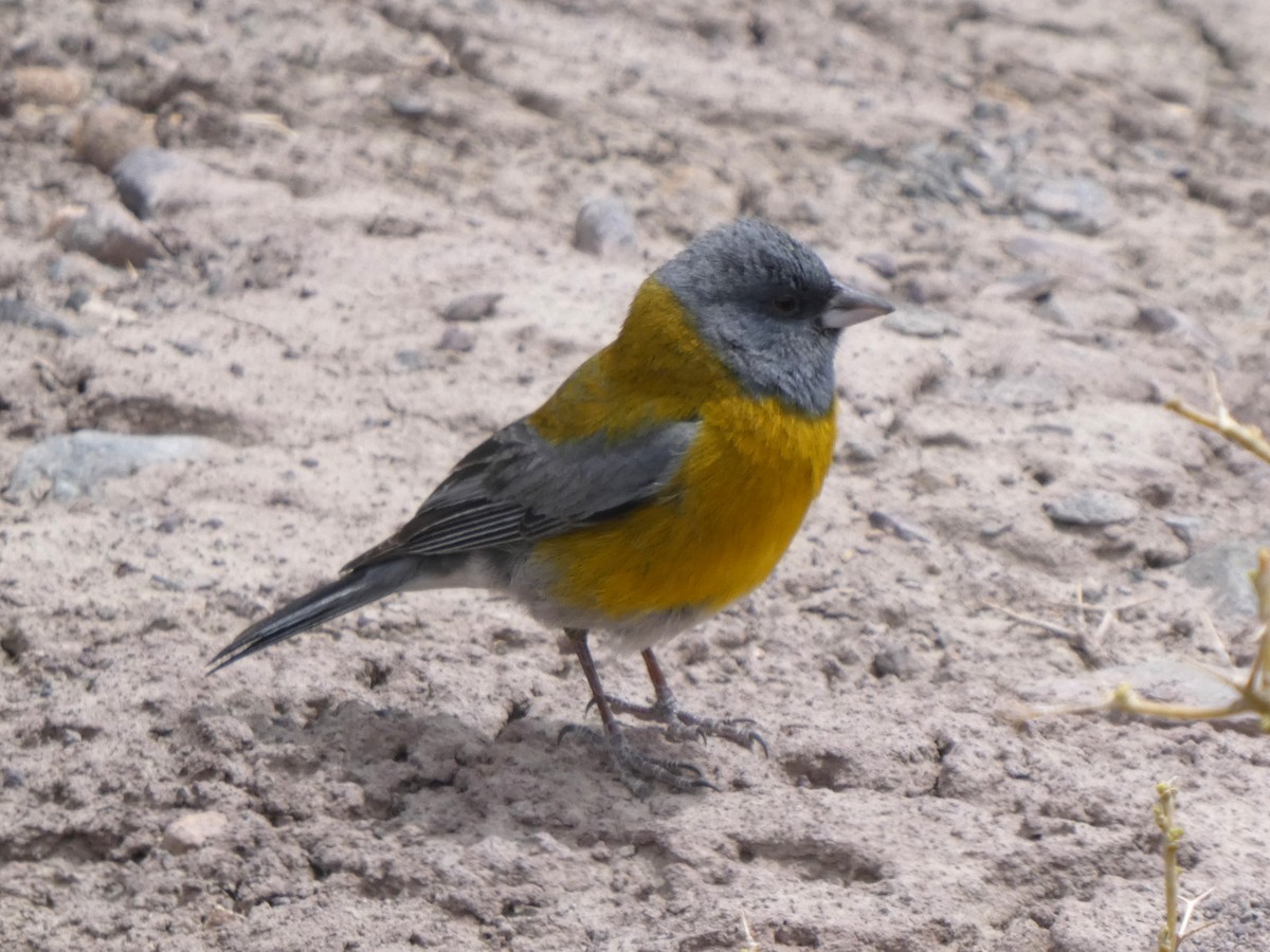 Gray-hooded Sierra Finch - ML644653708