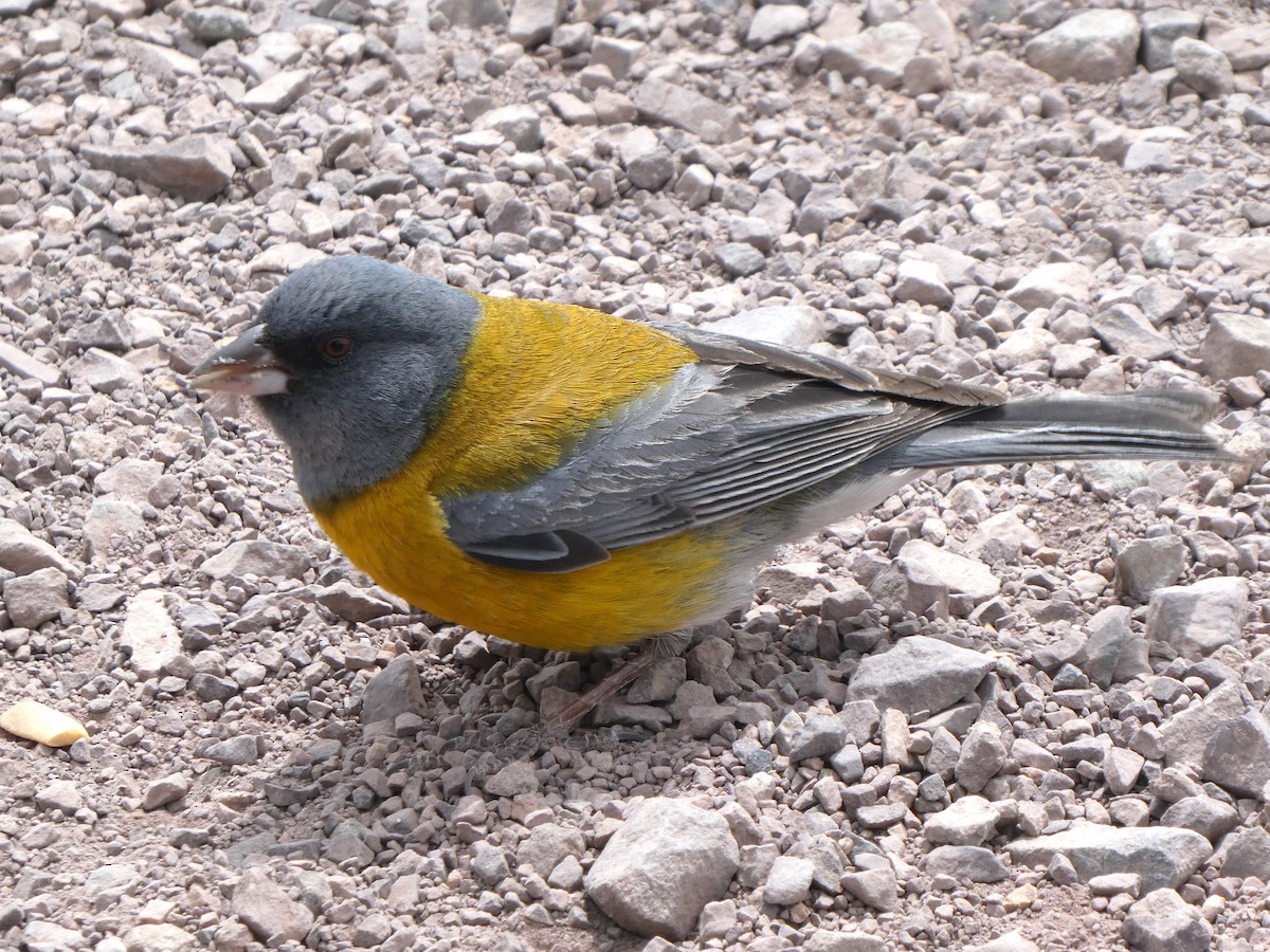 Gray-hooded Sierra Finch - ML644653709