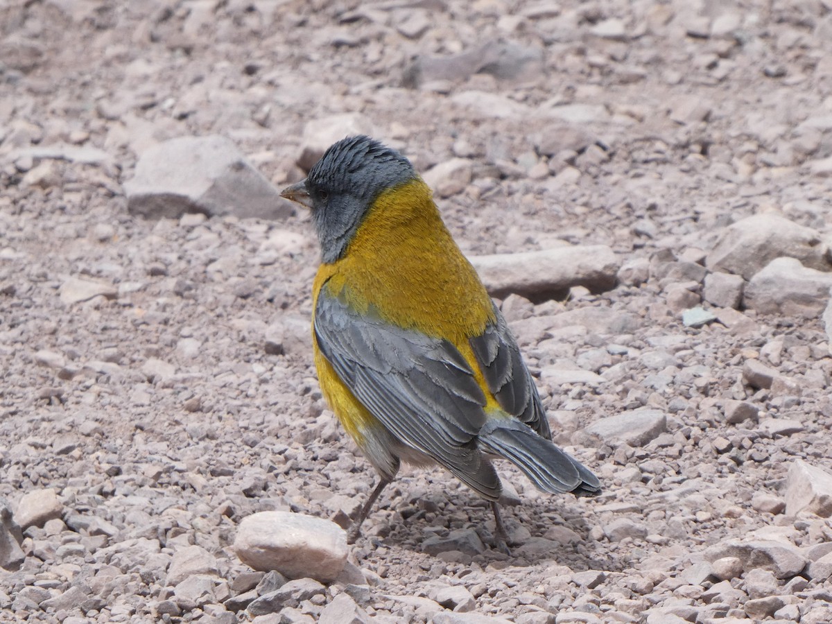 Gray-hooded Sierra Finch - ML644653710
