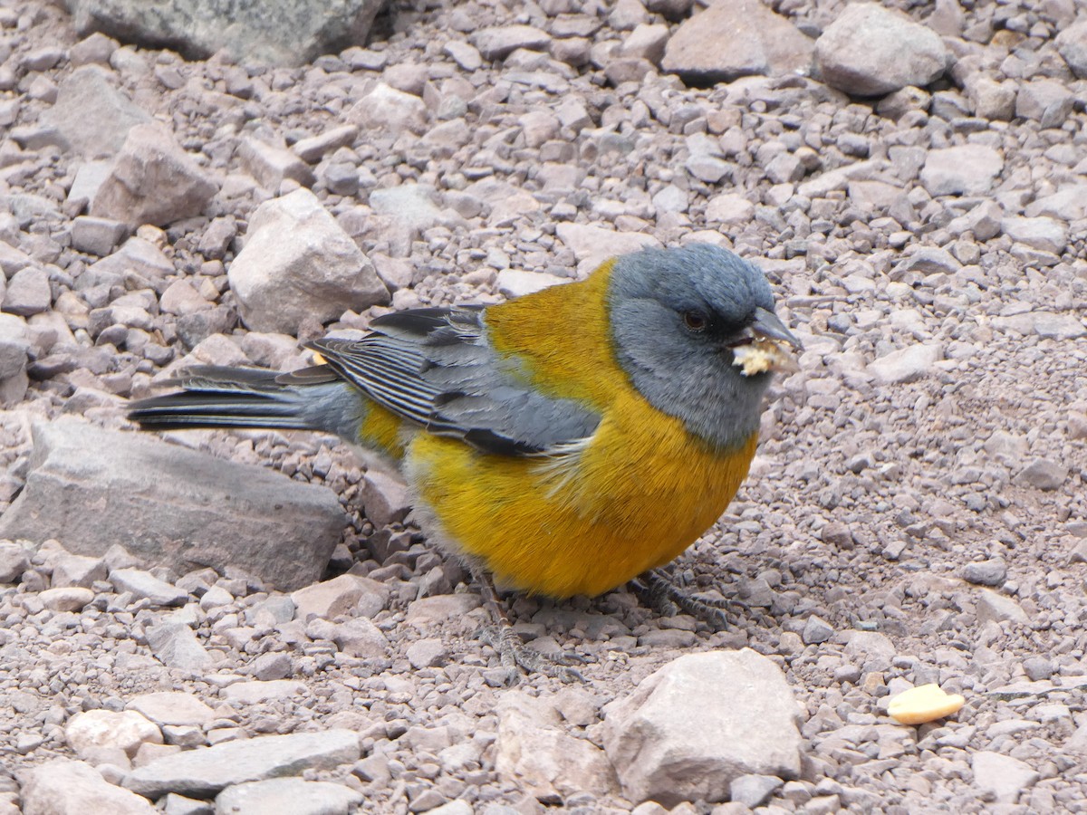 Gray-hooded Sierra Finch - ML644653711