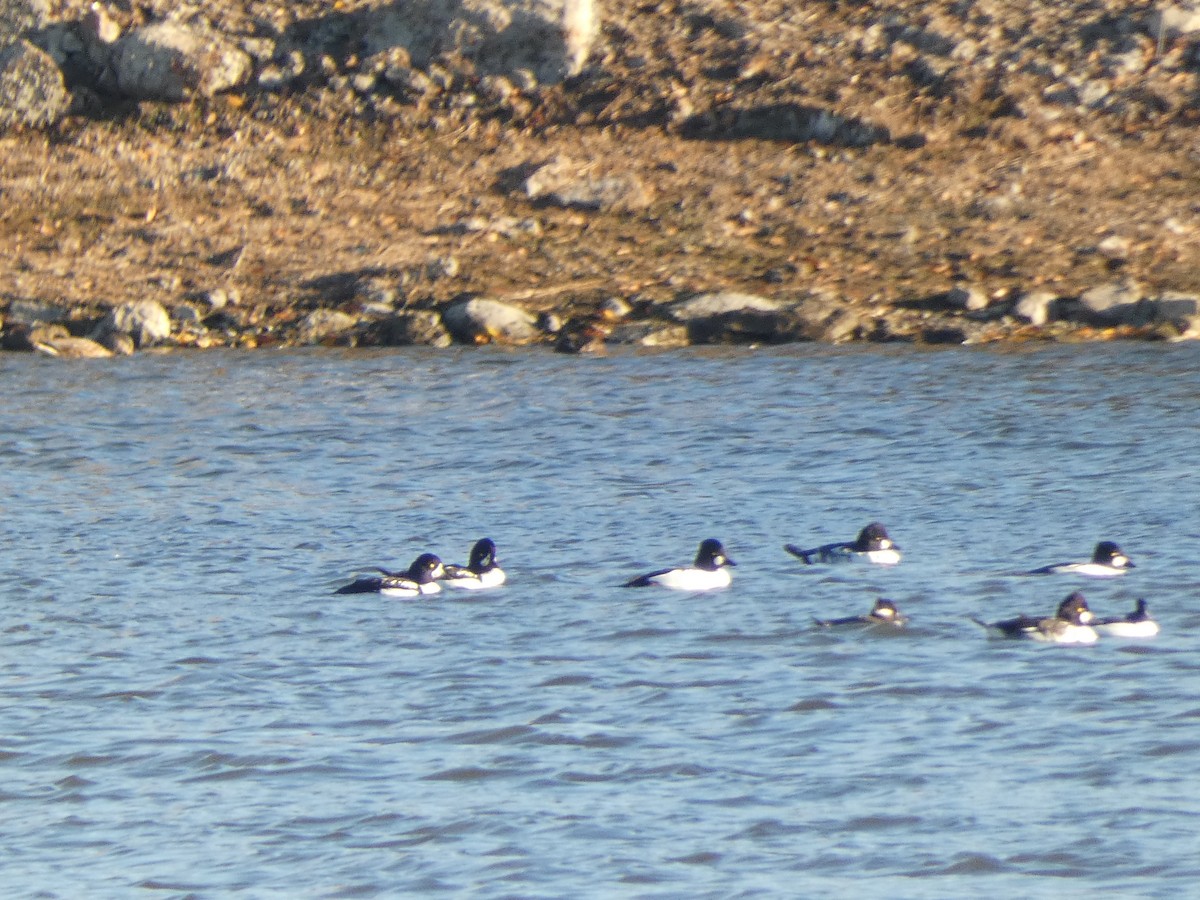 Barrow's Goldeneye - ML644653713