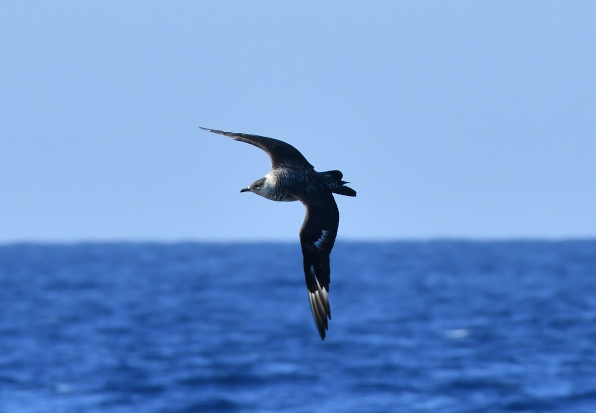 polarjo - ML644653726