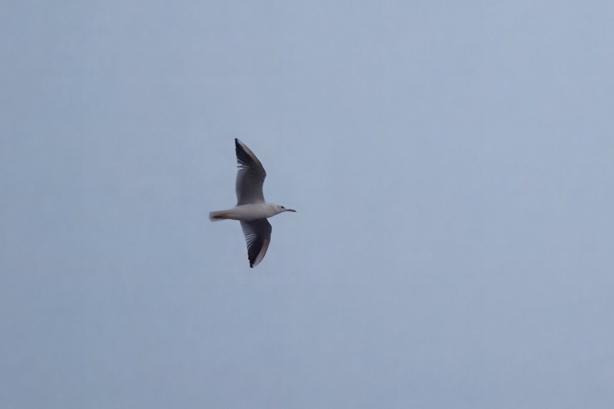 Slender-billed Gull - ML644653732