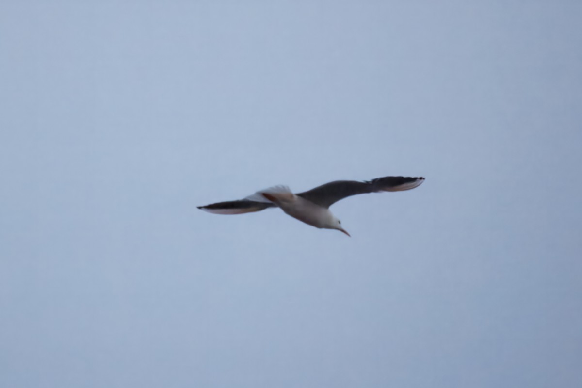Slender-billed Gull - ML644653733