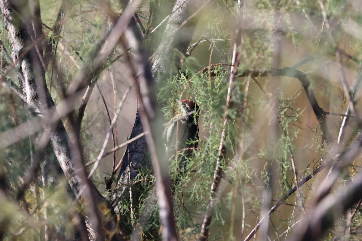 Rotnacken-Saftlecker - ML644653738