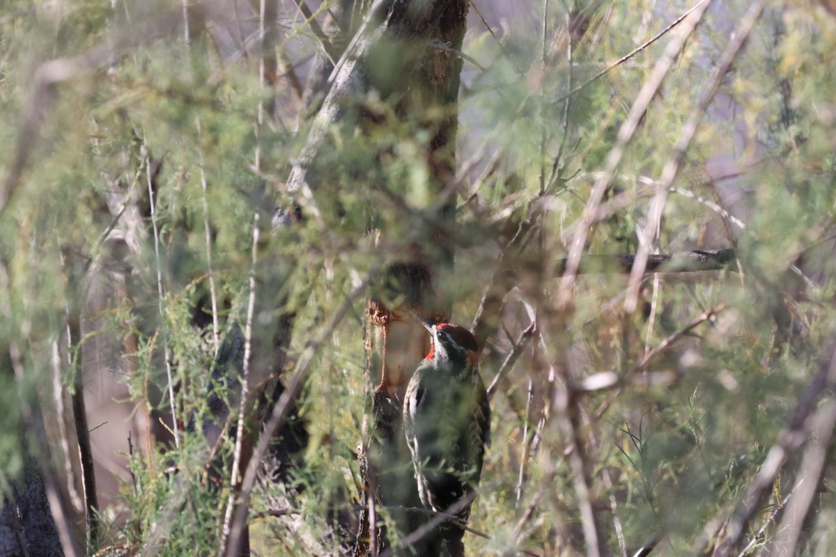 Rotnacken-Saftlecker - ML644653739