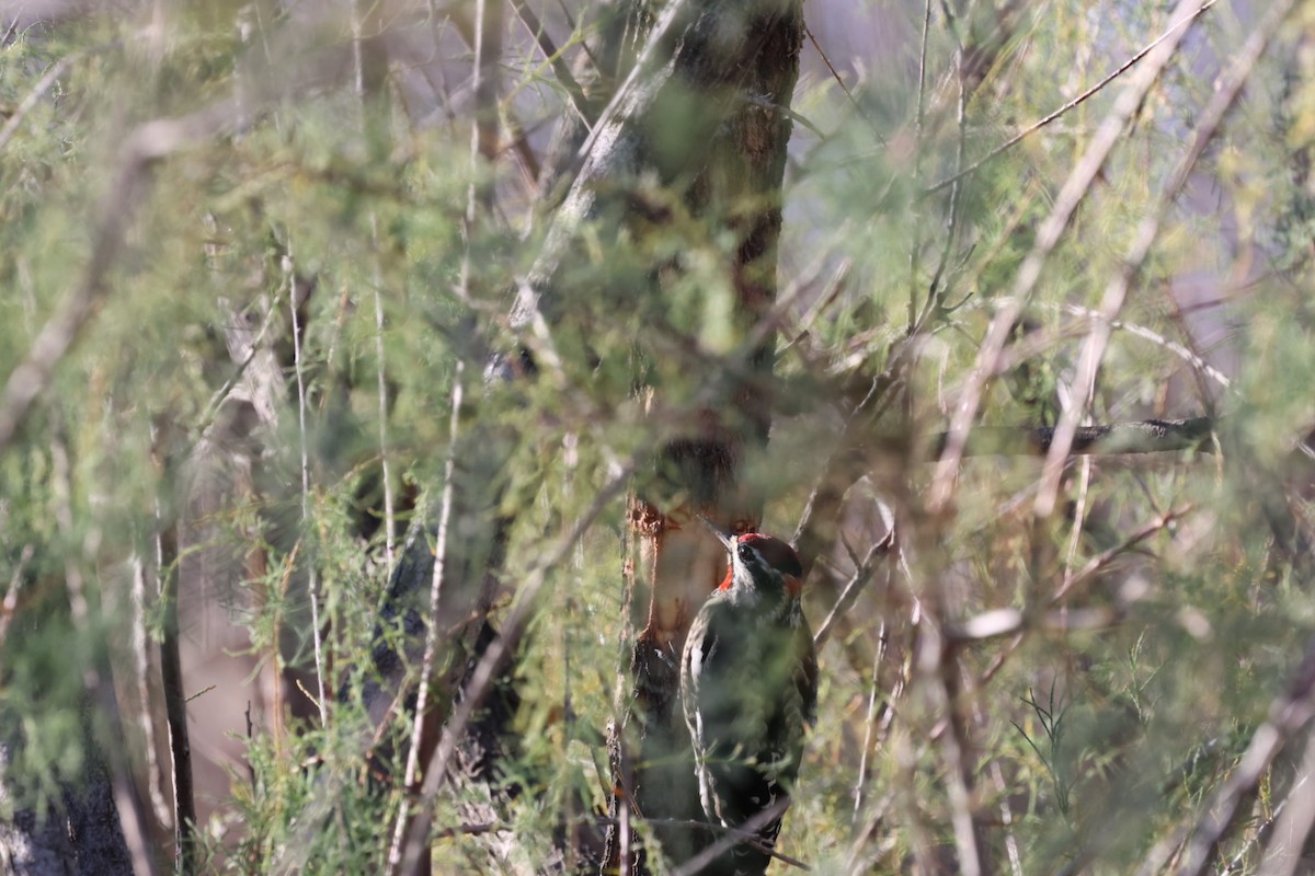 Rotnacken-Saftlecker - ML644653740