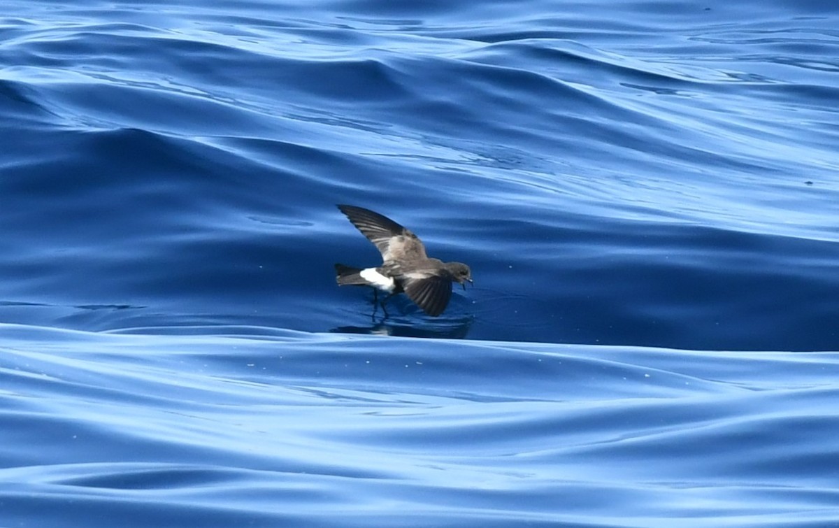 oseanstormsvale - ML644653741