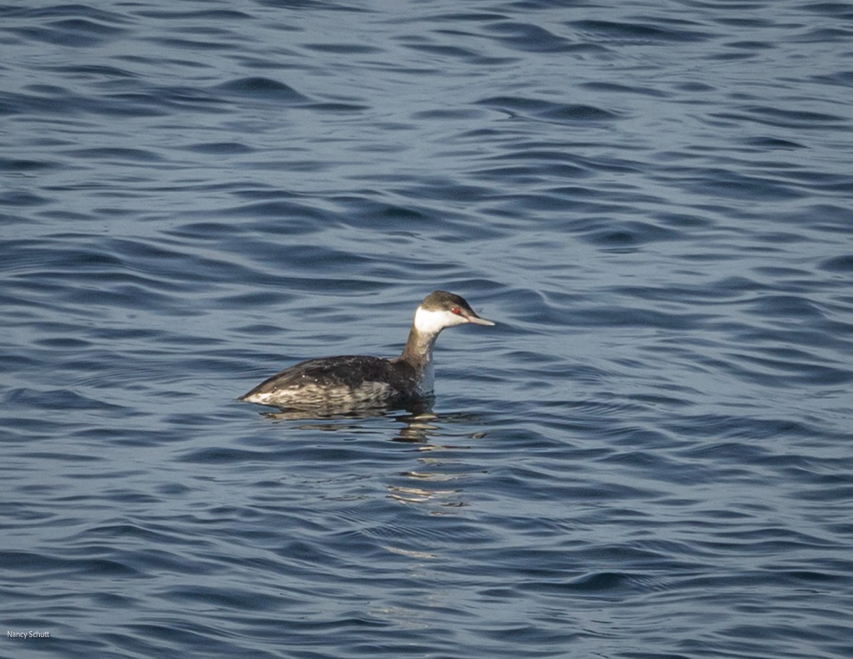 Horned Grebe - ML644653742