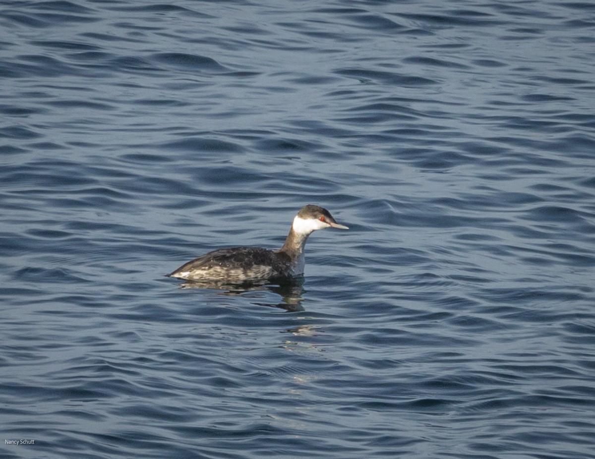 Horned Grebe - ML644653743