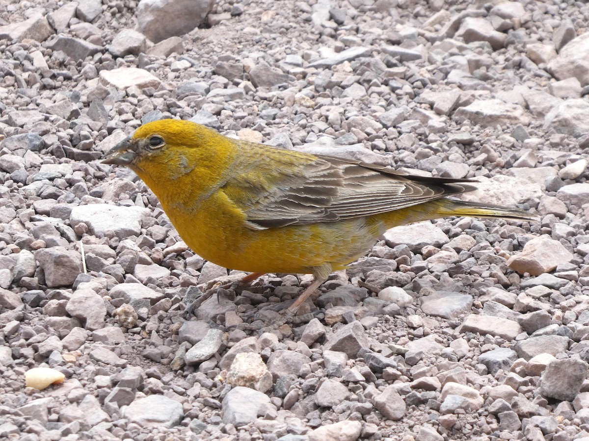 Greater Yellow-Finch - ML644653746