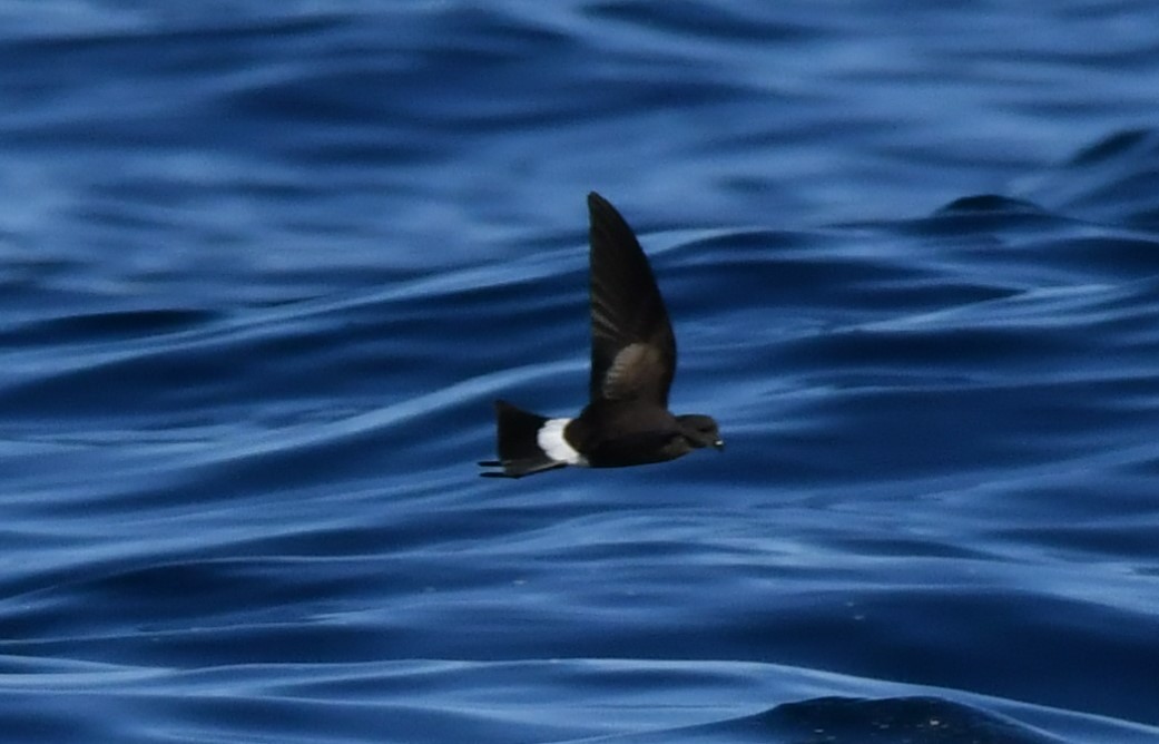 oseanstormsvale - ML644653747