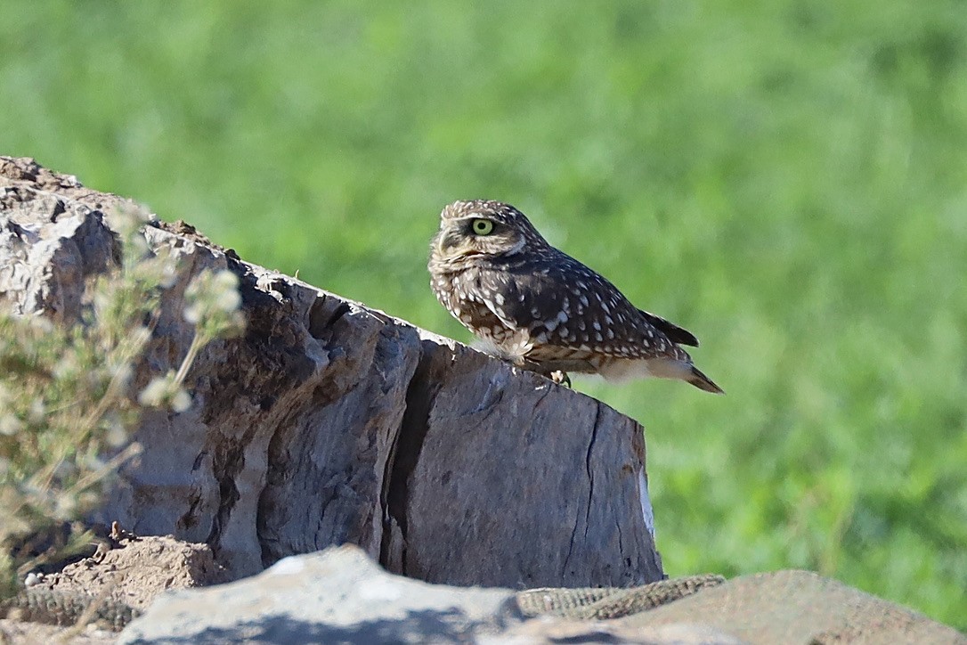 Burrowing Owl - ML644653752