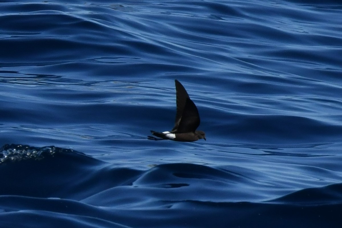 oseanstormsvale - ML644653758