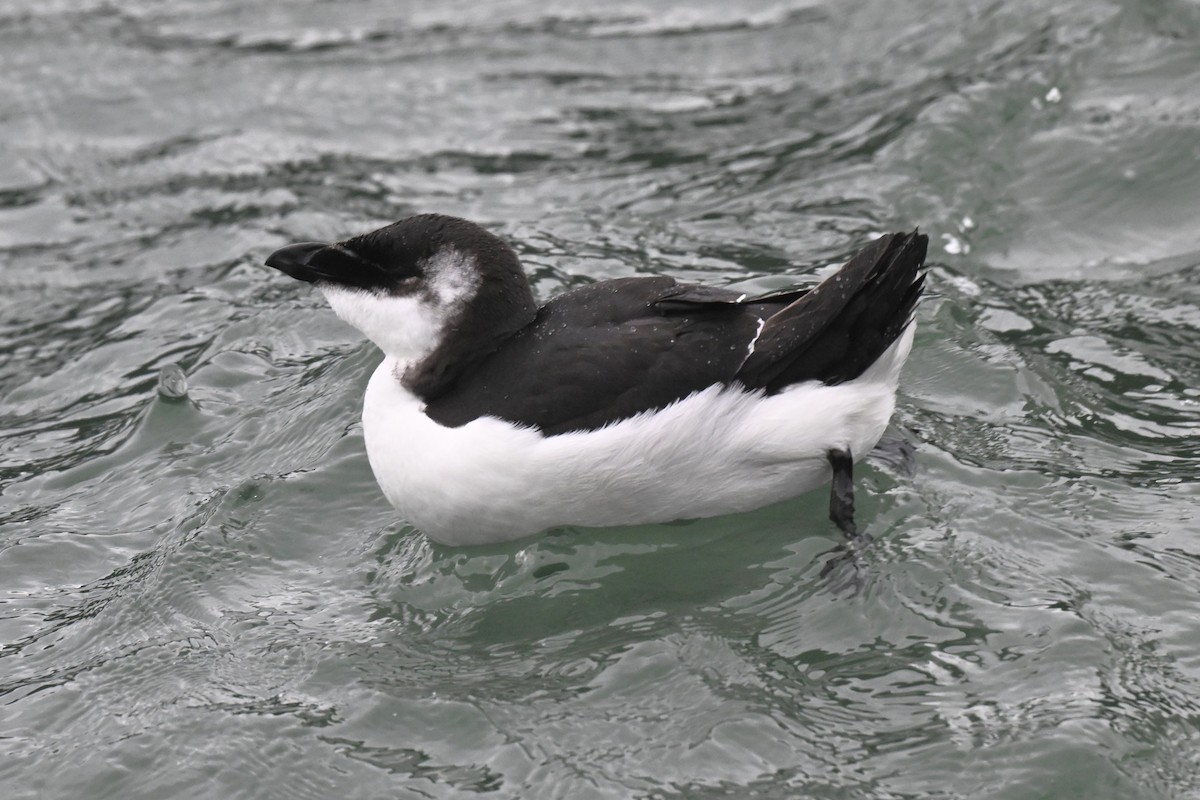 Razorbill - ML644653762