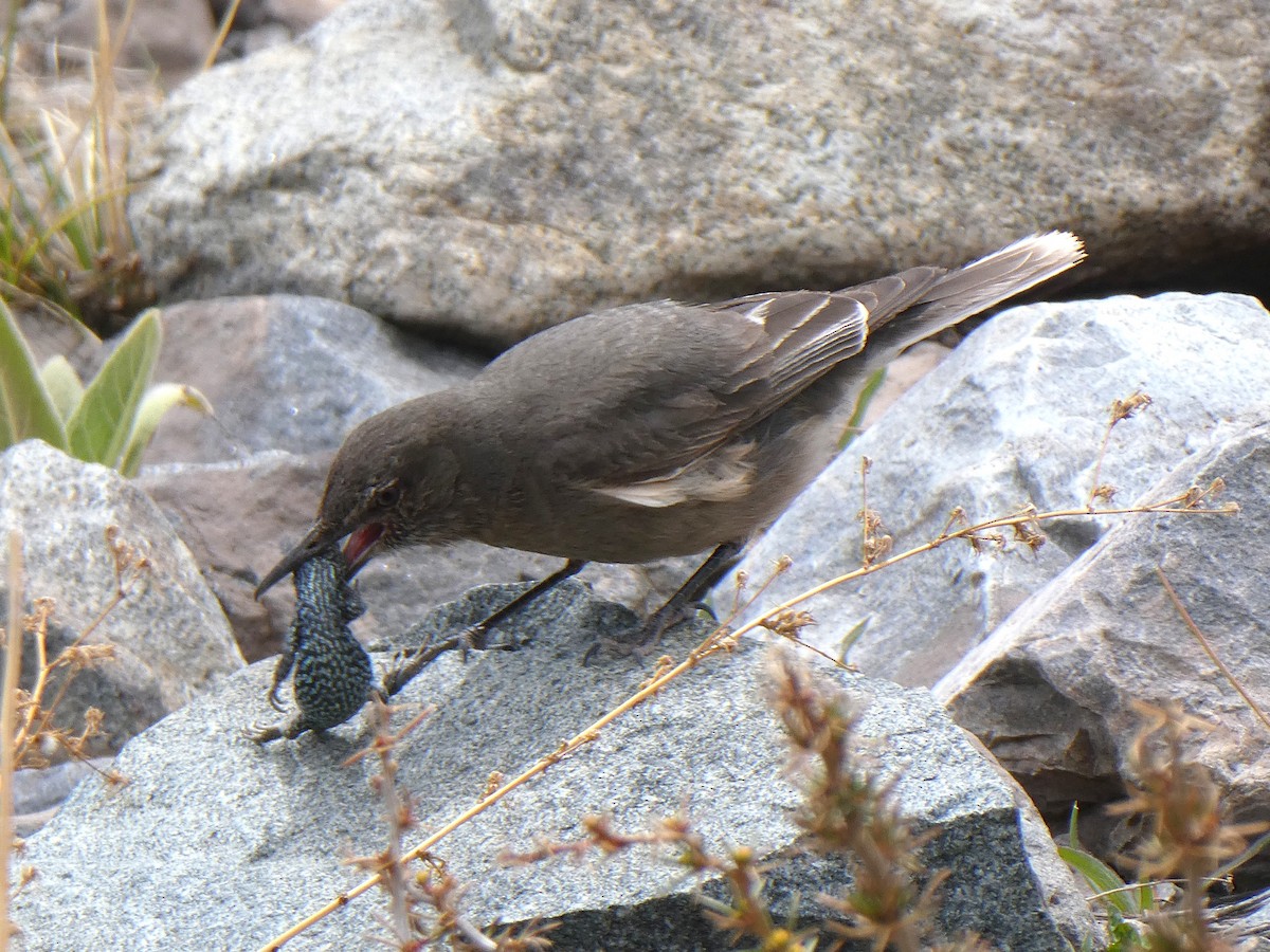 Black-billed Shrike-Tyrant - ML644653764