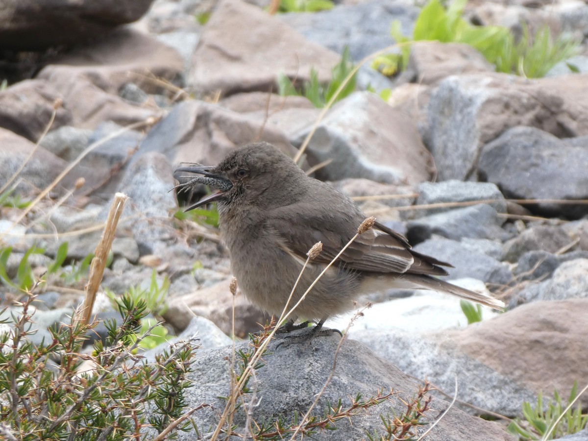 Black-billed Shrike-Tyrant - ML644653765