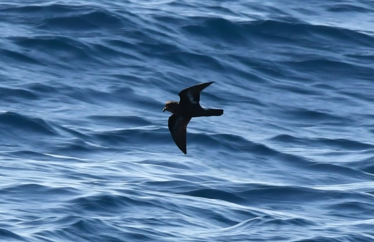 havsvale - ML644653766