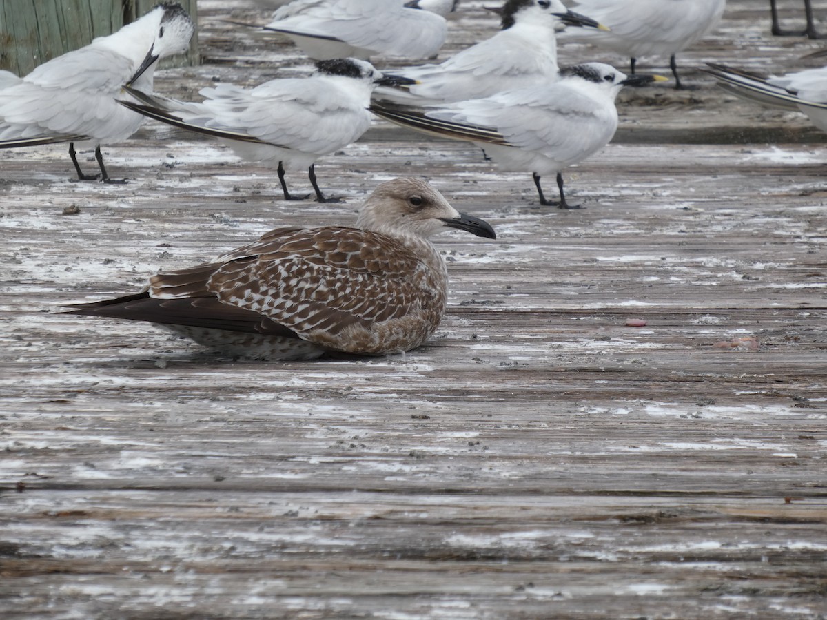 Lesser Black-backed Gull - ML644653772