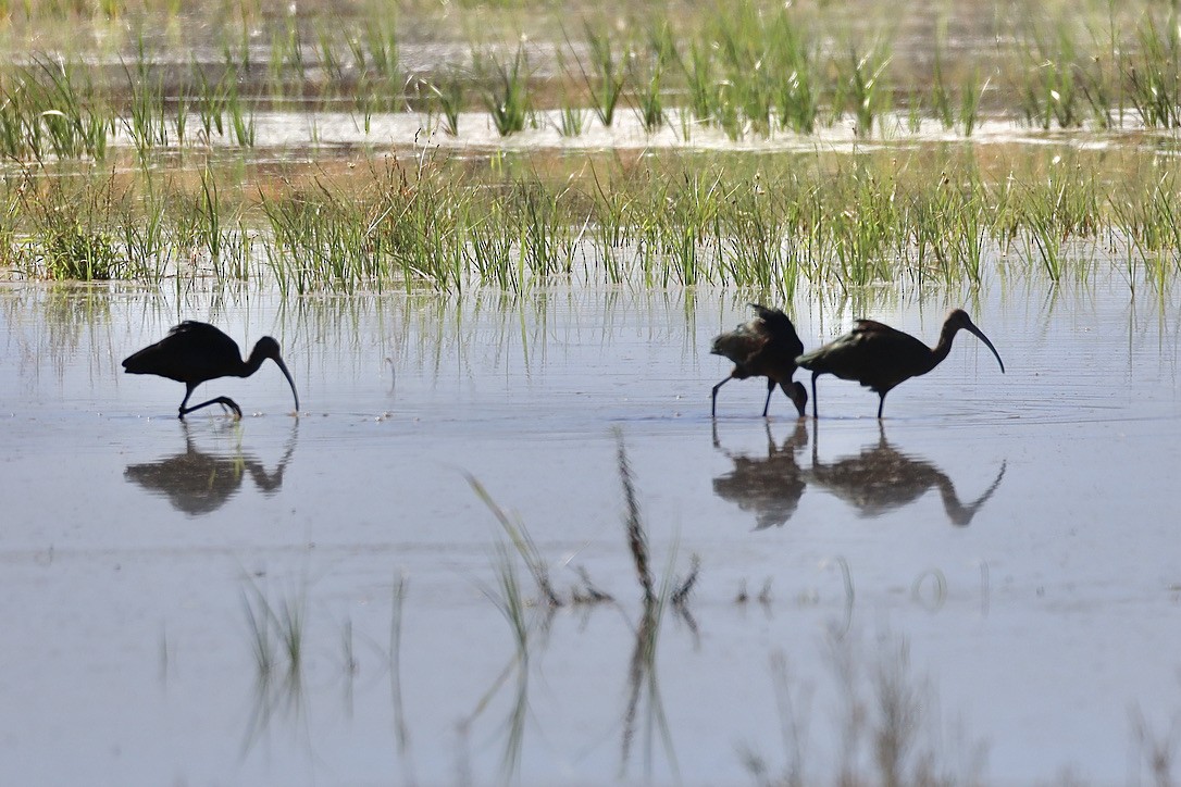 White-faced Ibis - ML644653777