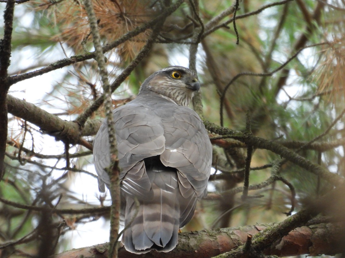 Atmaca - ML644653779