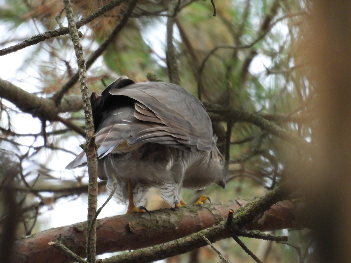 Atmaca - ML644653780