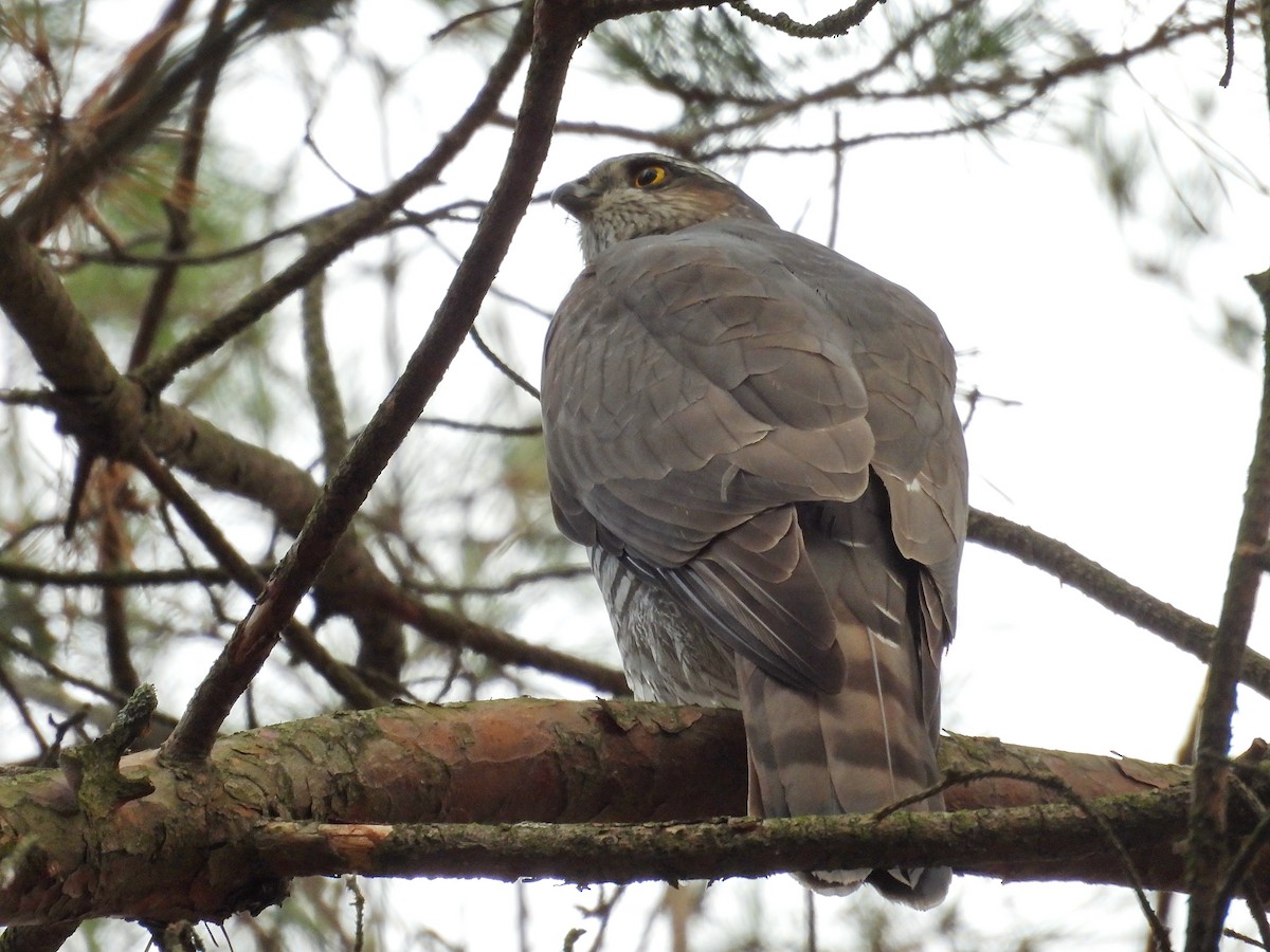 Atmaca - ML644653783