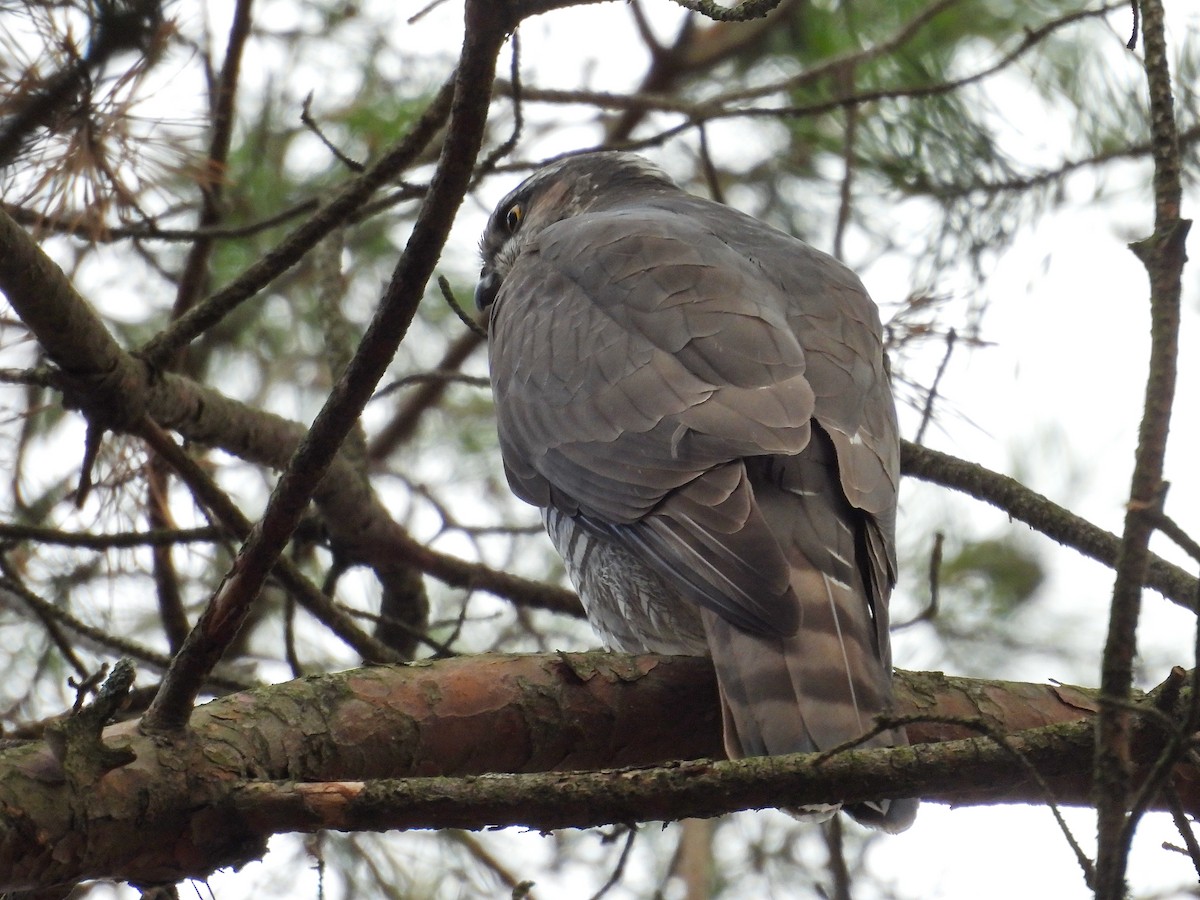 Atmaca - ML644653784