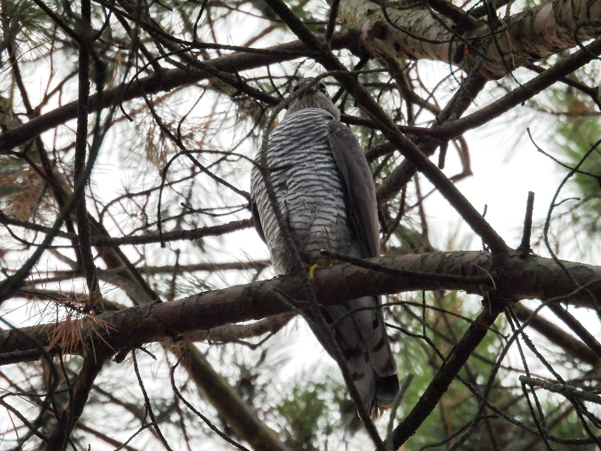 Atmaca - ML644653786