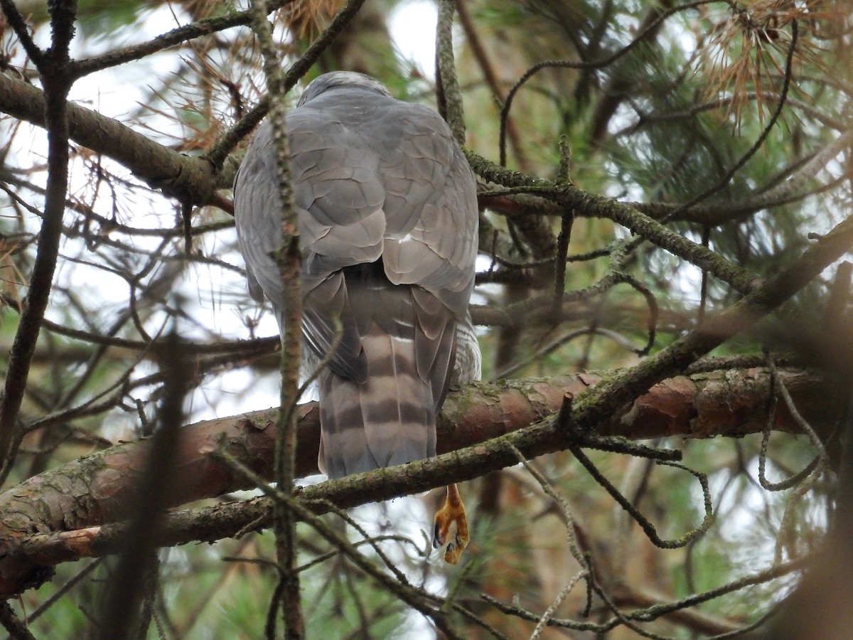 Atmaca - ML644653787