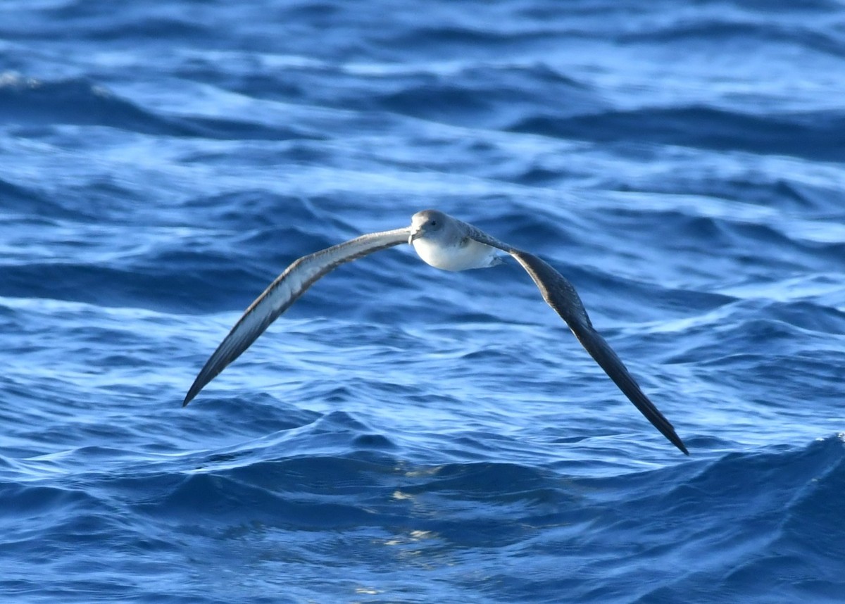 poseidonlire - ML644653789