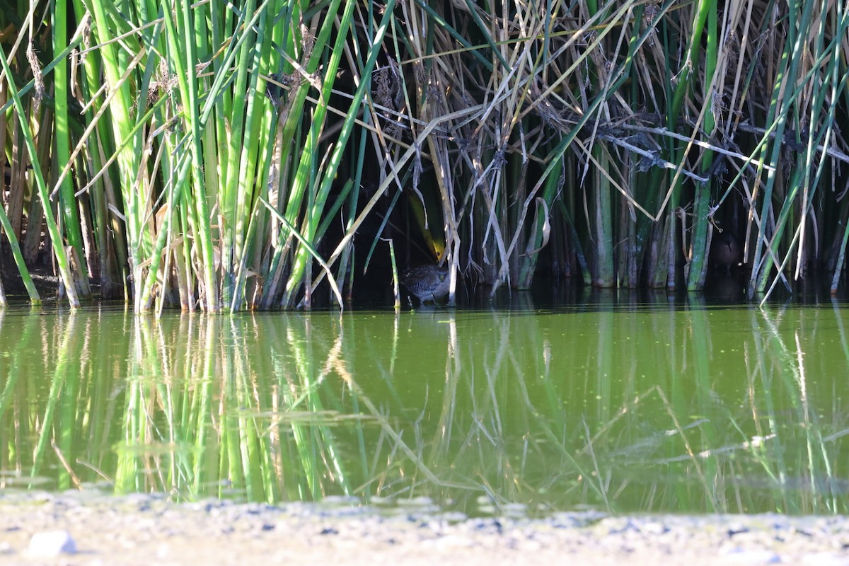 Virginiaralle - ML644653790