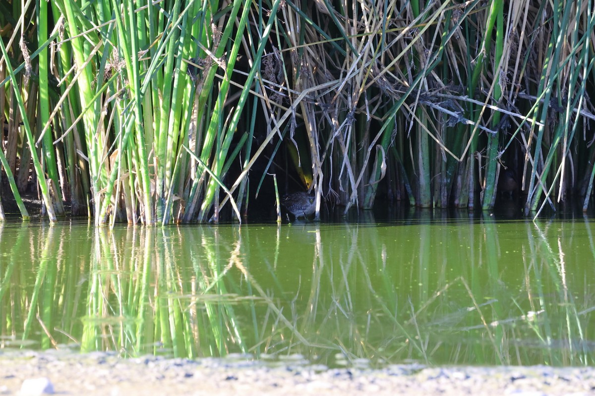 Virginiaralle - ML644653791