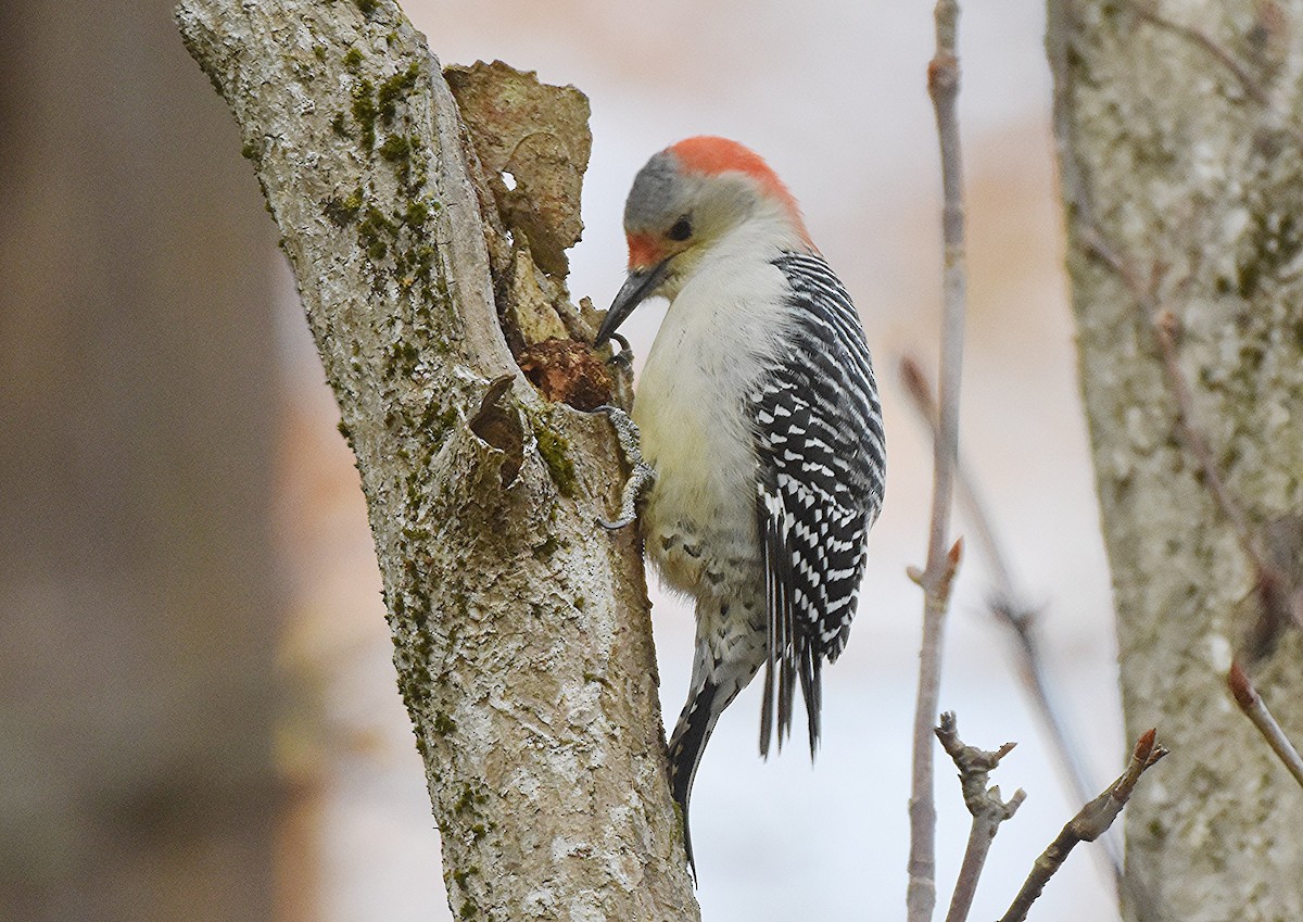 Pic à ventre roux - ML644653792