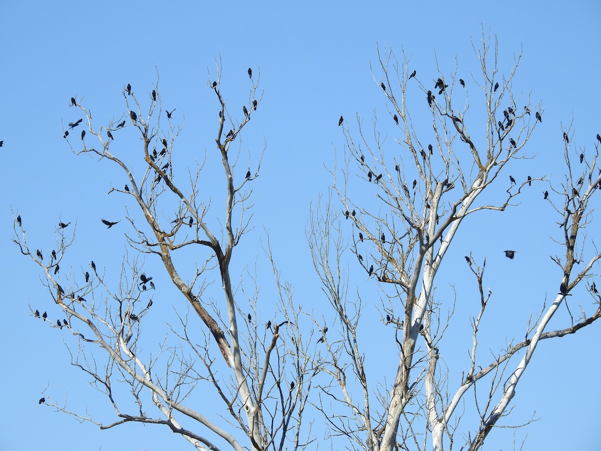 ウオガラス - ML644653794