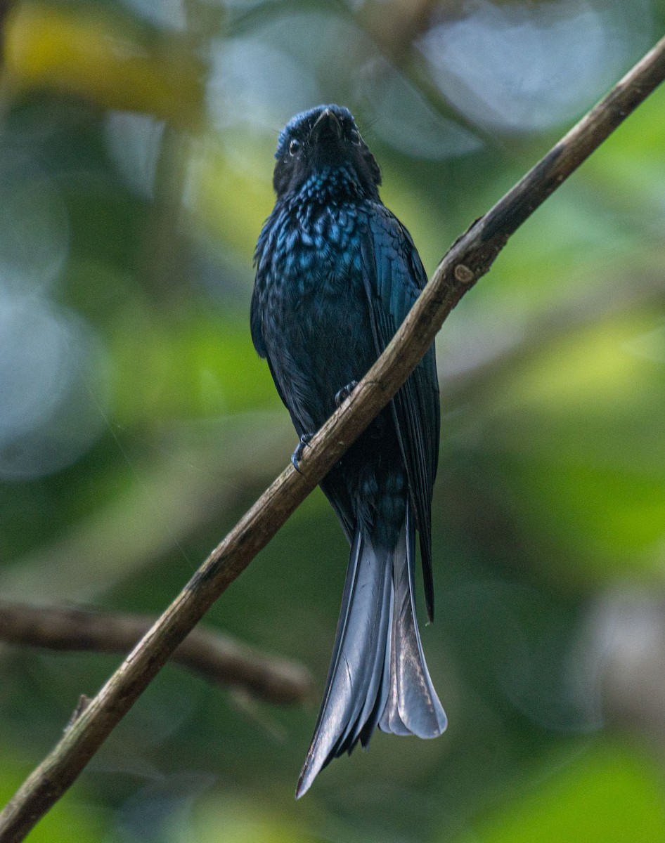 Bronzed Drongo - ML644653801