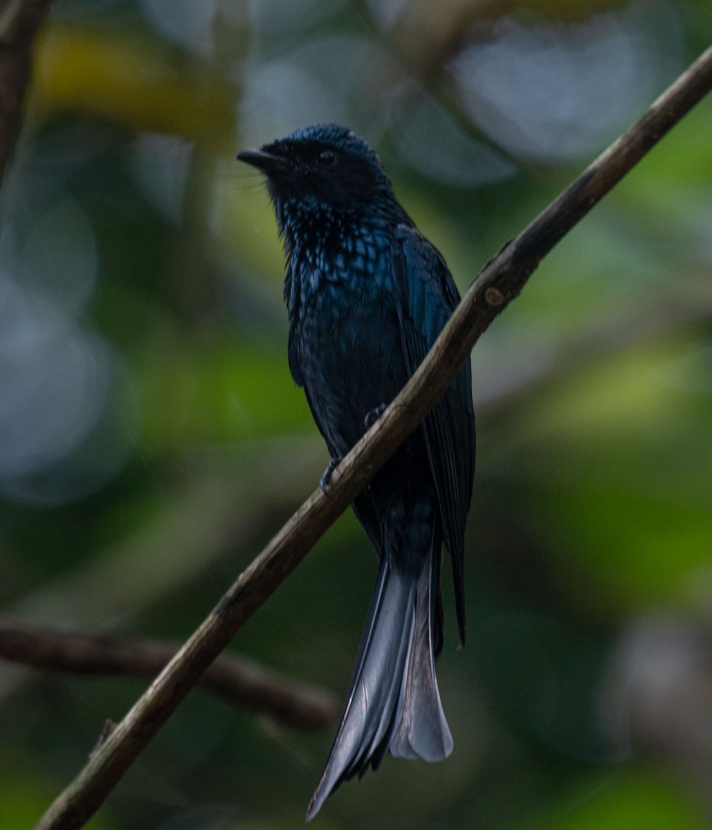 Bronzed Drongo - ML644653802