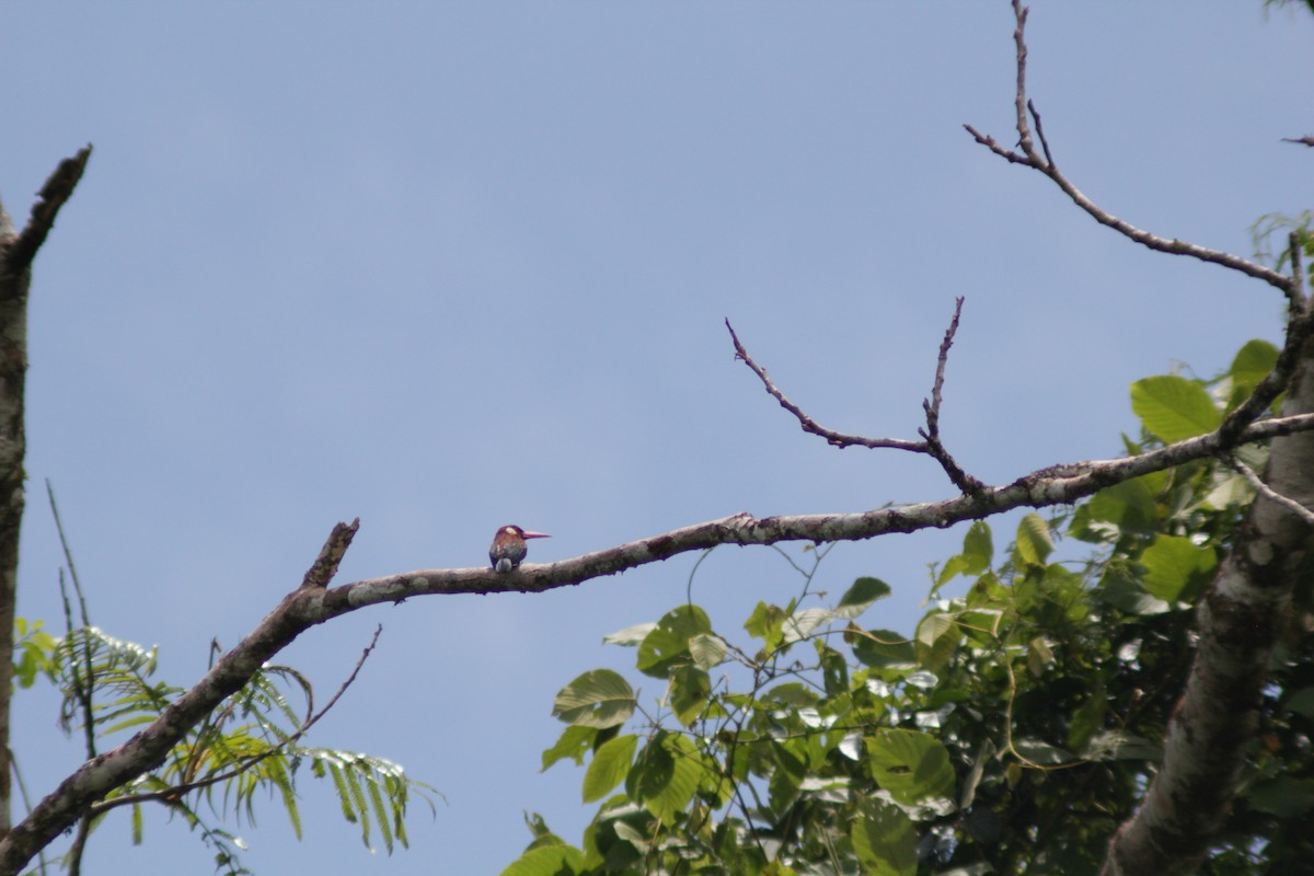 Ak Kulaklı Jakamar - ML644653803