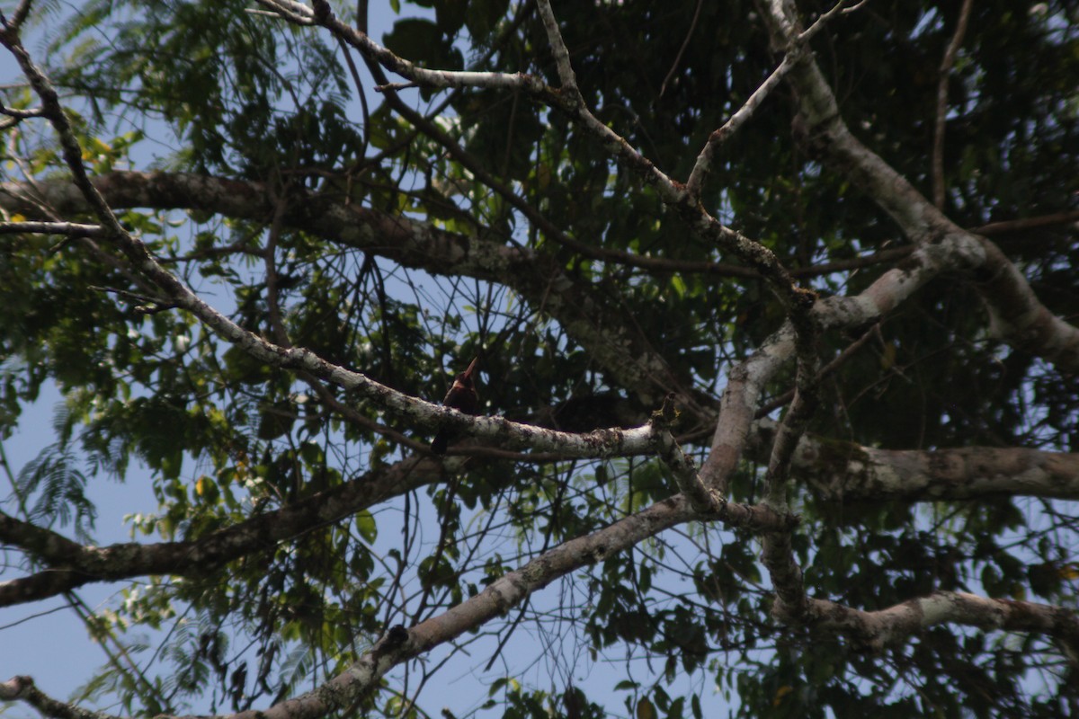 Ak Kulaklı Jakamar - ML644653804