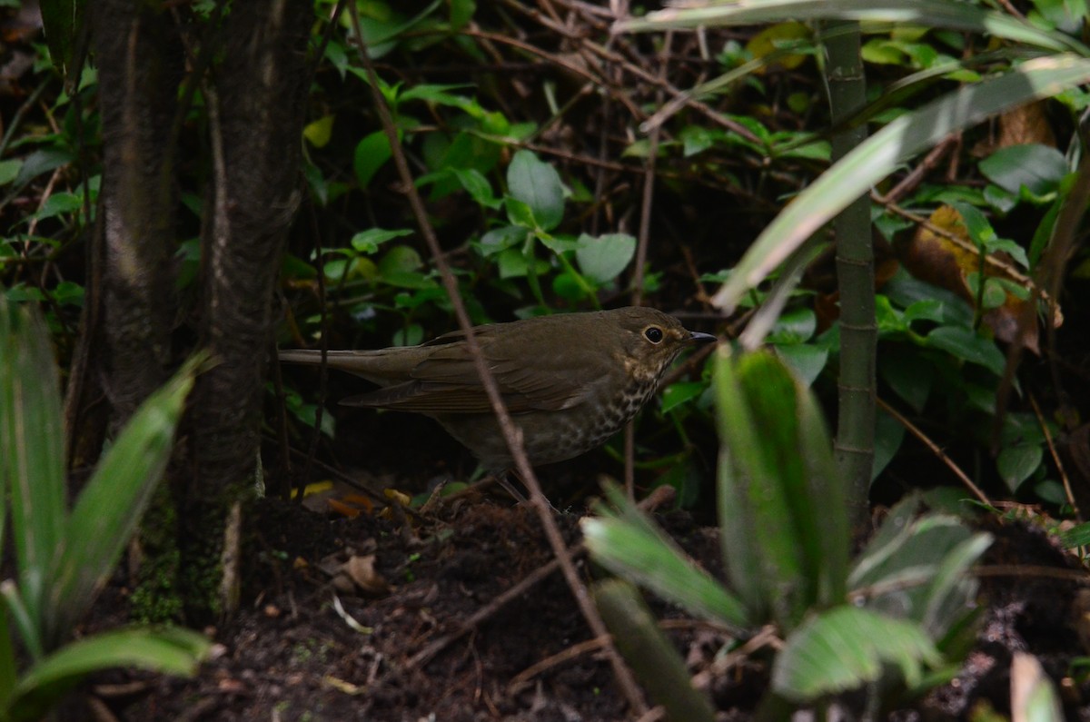 Swainson's Thrush - ML644653814